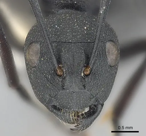 Polyrhachis lacteipennis specimen CASENT0227531 image casent0227531_2