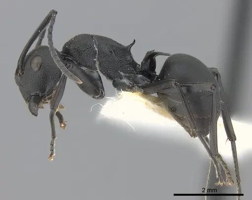 Polyrhachis lacteipennis specimen CASENT0227531 image casent0227531_3