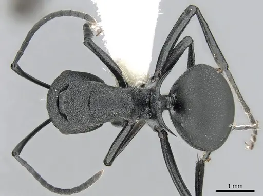 Polyrhachis lacteipennis specimen CASENT0281400 image casent0281400_1