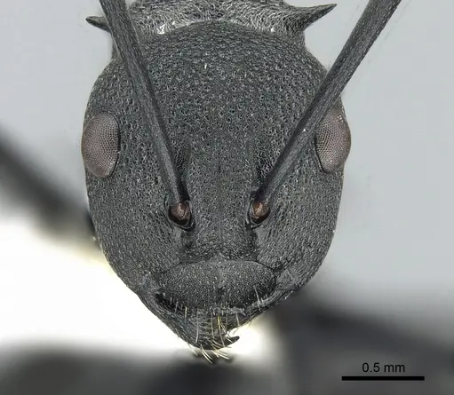 Polyrhachis lacteipennis specimen CASENT0281400 image casent0281400_2