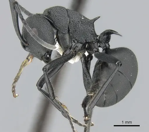 Polyrhachis lacteipennis specimen CASENT0281400 image casent0281400_3