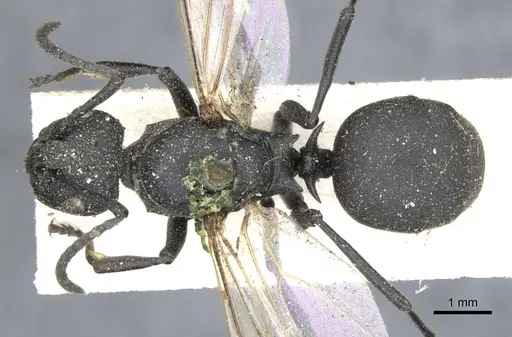Polyrhachis lacteipennis specimen CASENT0903386 image casent0903386_1