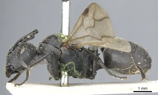 Polyrhachis lacteipennis specimen CASENT0903386 image casent0903386_3