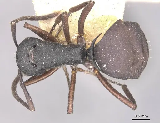 Polyrhachis lacteipennis specimen CASENT0910897 image casent0910897_1