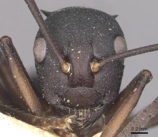 Polyrhachis lacteipennis specimen CASENT0910897 image casent0910897_2
