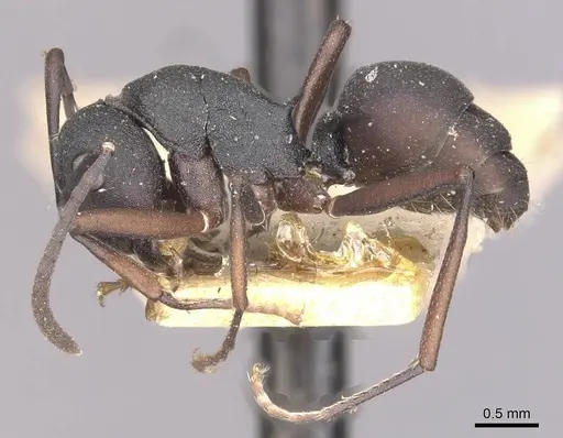Polyrhachis lacteipennis specimen CASENT0910897 image casent0910897_3