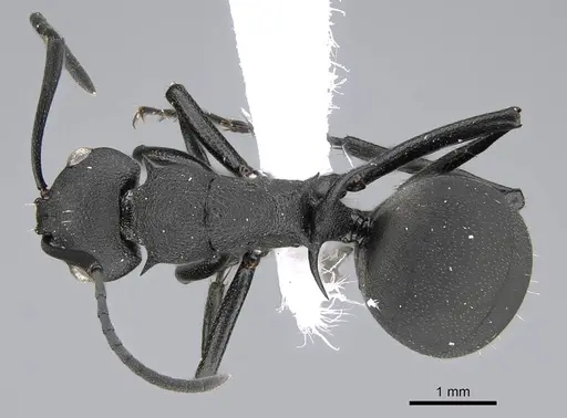 Polyrhachis lacteipennis specimen CASENT0922268 image casent0922268_1
