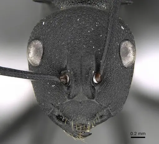 Polyrhachis lacteipennis specimen CASENT0922268 image casent0922268_2