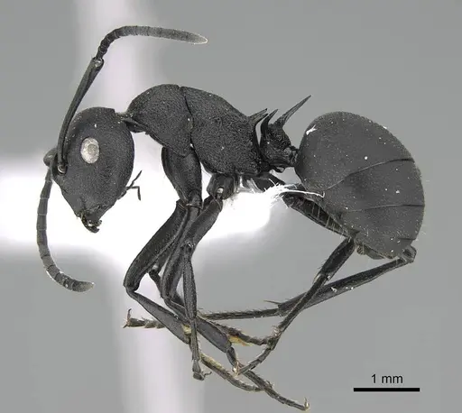 Polyrhachis lacteipennis specimen CASENT0922268 image casent0922268_3