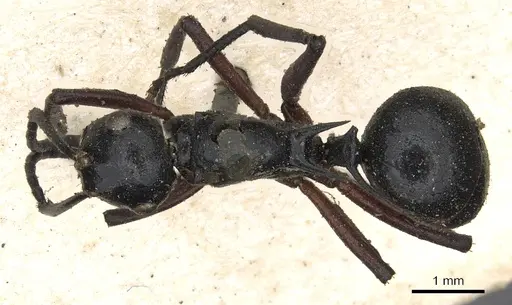 Polyrhachis laevigata specimen CASENT0901855 image casent0901855_1