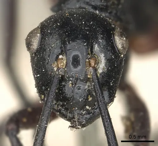 Polyrhachis laevigata specimen CASENT0901855 image casent0901855_2