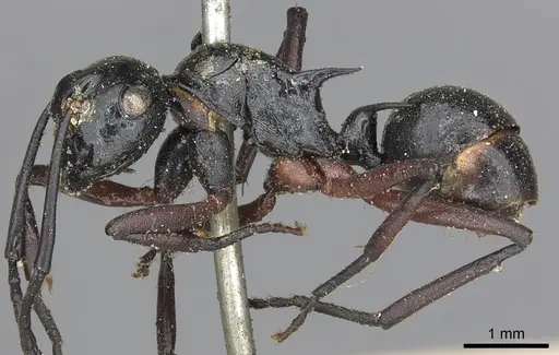 Polyrhachis laevigata specimen CASENT0901855 image casent0901855_3