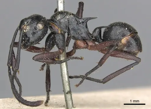 Polyrhachis laevigata specimen CASENT0901855 image casent0901855_4
