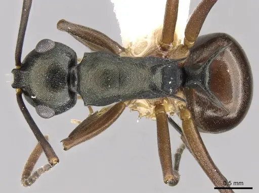 Polyrhachis laevigata specimen CASENT0906769 image casent0906769_1