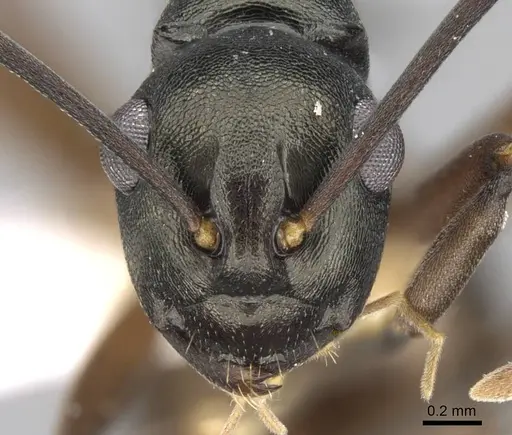 Polyrhachis laevigata specimen CASENT0906769 image casent0906769_2