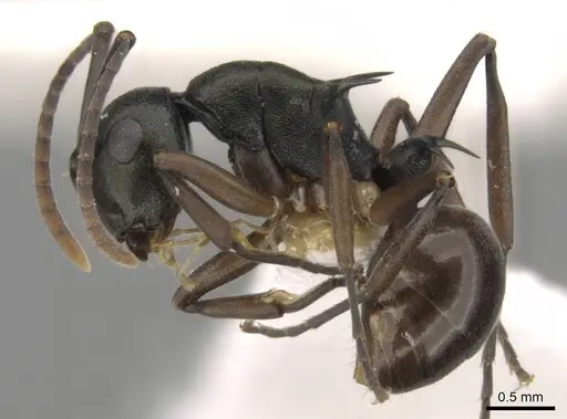 Polyrhachis laevigata specimen CASENT0906769 image casent0906769_3