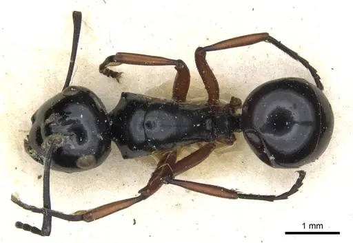 Polyrhachis laevissima specimen CASENT0903422 image casent0903422_1