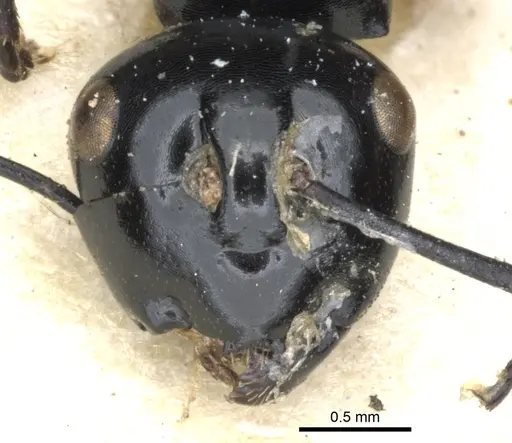 Polyrhachis laevissima specimen CASENT0903422 image casent0903422_2