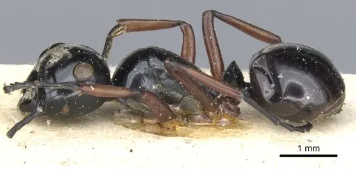 Polyrhachis laevissima specimen CASENT0903422 image casent0903422_3
