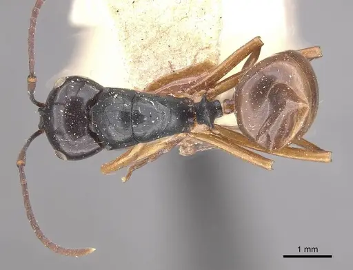 Polyrhachis laevissima specimen CASENT0910960 image casent0910960_1