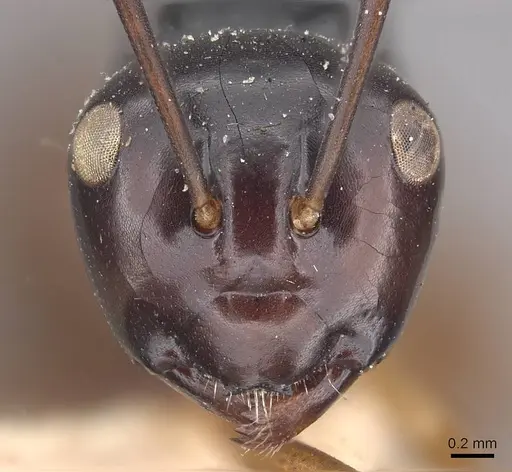 Polyrhachis laevissima specimen CASENT0910960 image casent0910960_2