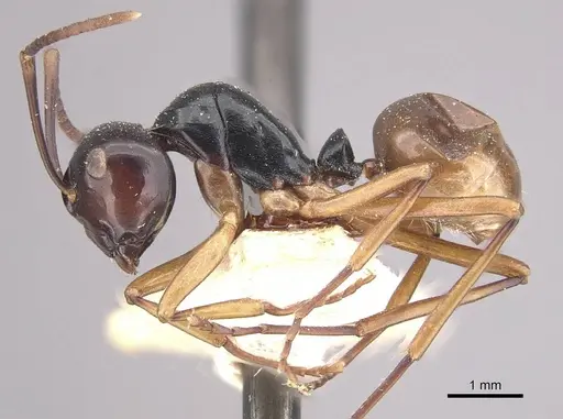 Polyrhachis laevissima specimen CASENT0910960 image casent0910960_3
