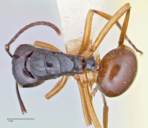 Polyrhachis laevissima specimen FOCOL2670 image focol2670_1