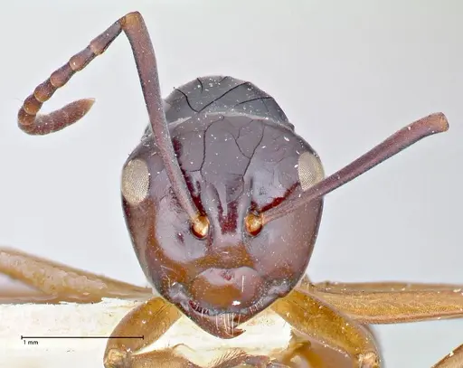 Polyrhachis laevissima specimen FOCOL2670 image focol2670_2