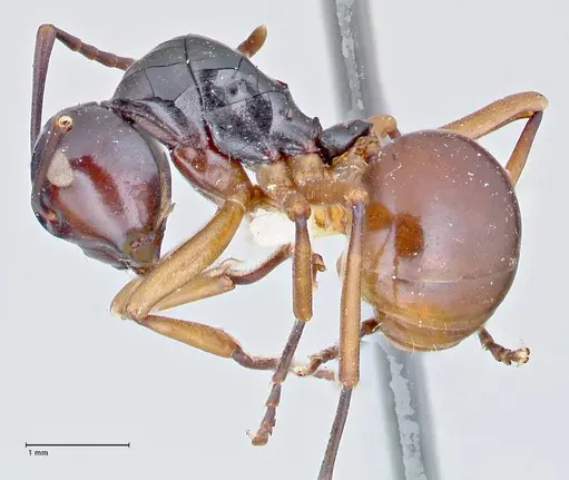 Polyrhachis laevissima specimen FOCOL2670 image focol2670_3