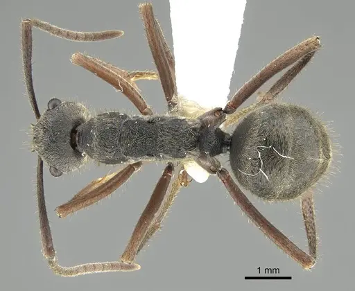 Polyrhachis lama specimen CASENT0919909 image casent0919909_1