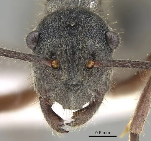 Polyrhachis lama specimen CASENT0919909 image casent0919909_2