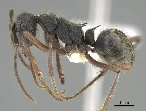 Polyrhachis lama specimen CASENT0919909 image casent0919909_3