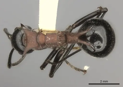 Polyrhachis lamellidens specimen CASENT0217778 image casent0217778_1