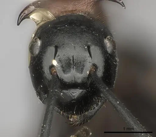 Polyrhachis lamellidens specimen CASENT0217778 image casent0217778_2