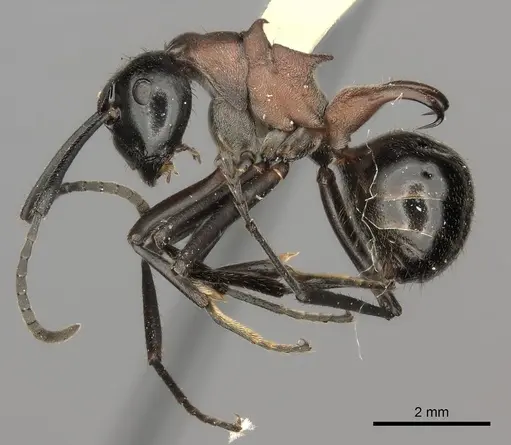Polyrhachis lamellidens specimen CASENT0217778 image casent0217778_3