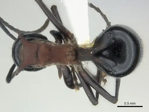 Polyrhachis lamellidens specimen CASENT0227575 image casent0227575_1