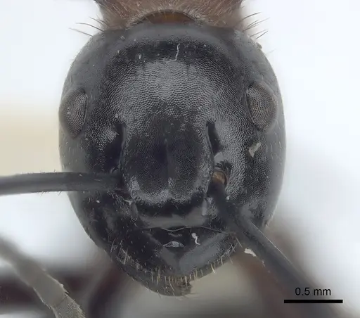 Polyrhachis lamellidens specimen CASENT0227575 image casent0227575_2