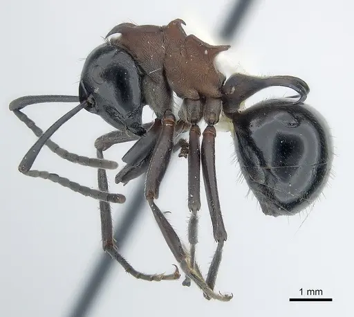Polyrhachis lamellidens specimen CASENT0227575 image casent0227575_3