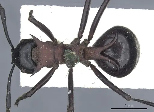 Polyrhachis lamellidens specimen CASENT0903297 image casent0903297_1