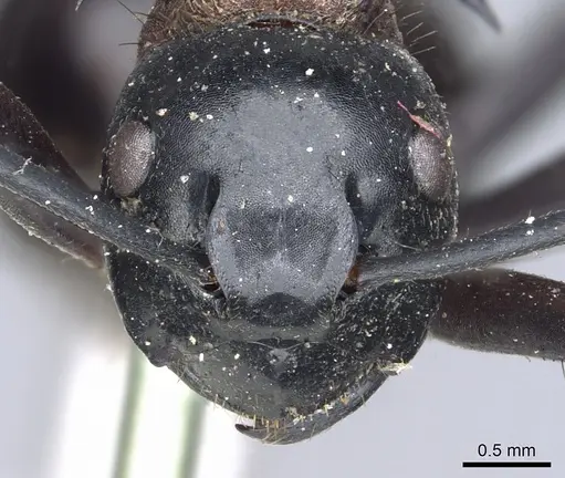 Polyrhachis lamellidens specimen CASENT0903297 image casent0903297_2
