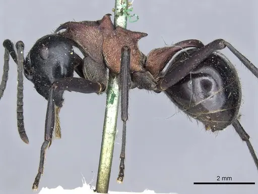 Polyrhachis lamellidens specimen CASENT0903297 image casent0903297_3