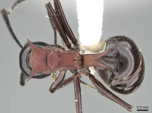Polyrhachis lamellidens specimen CASENT0919910 image casent0919910_1