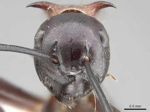 Polyrhachis lamellidens specimen CASENT0919910 image casent0919910_2