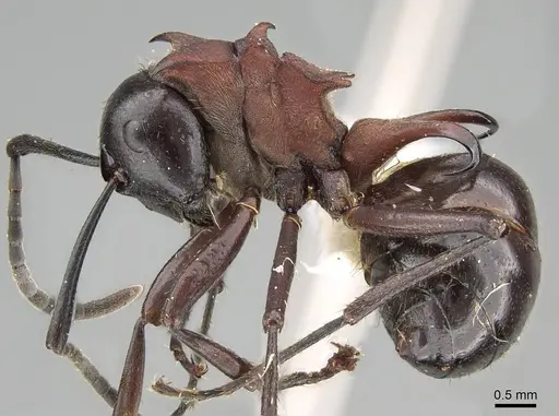 Polyrhachis lamellidens specimen CASENT0919910 image casent0919910_3