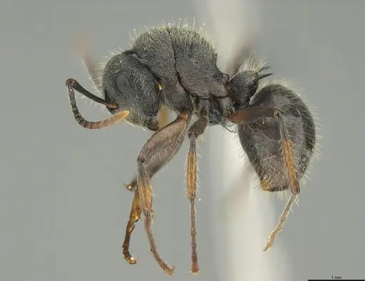 Polyrhachis lanuginosa specimen CASENT0776342 image casent0776342_1