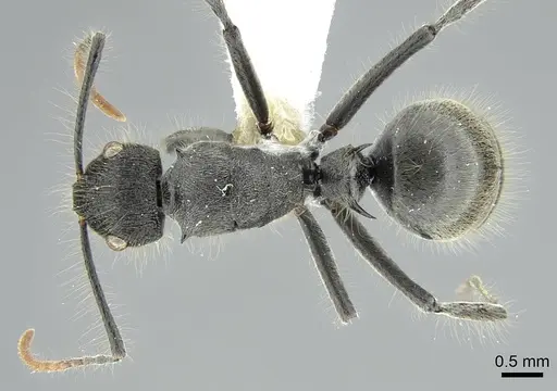 Polyrhachis lanuginosa specimen CASENT0906841 image casent0906841_1