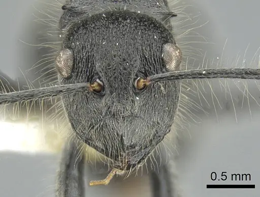 Polyrhachis lanuginosa specimen CASENT0906841 image casent0906841_2