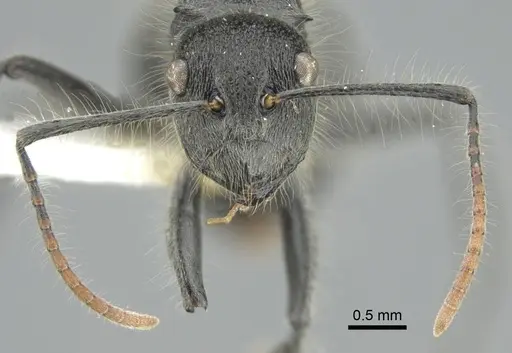 Polyrhachis lanuginosa specimen CASENT0906841 image casent0906841_3