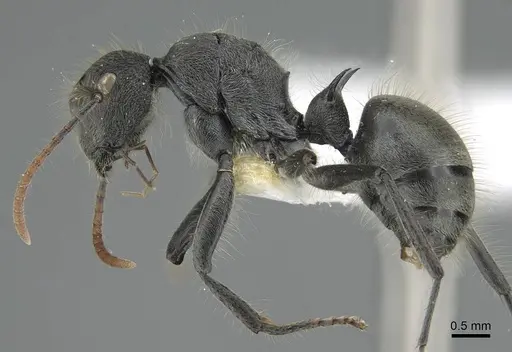 Polyrhachis lanuginosa specimen CASENT0906841 image casent0906841_4