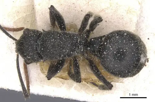 Polyrhachis lanuginosa specimen CASENT0912125 image casent0912125_1